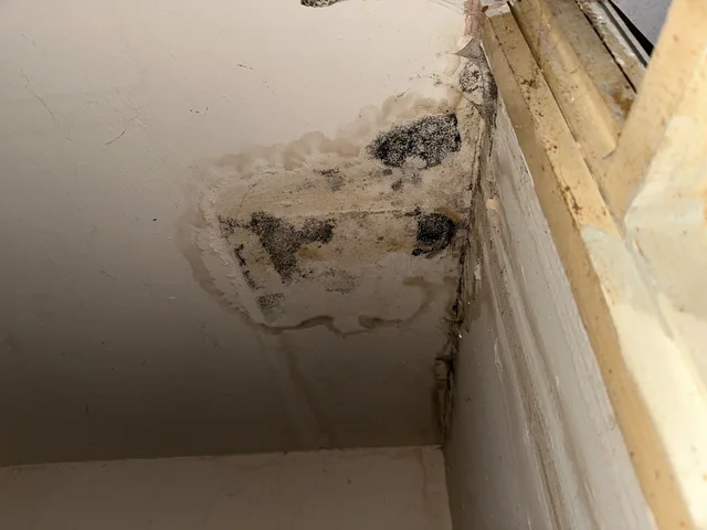 Black mould and staining on internal finishes beside a window