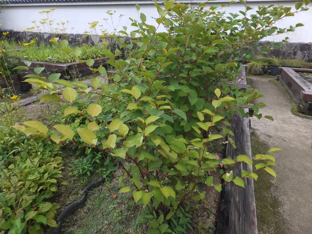 Japanese knotweed foliage and stems